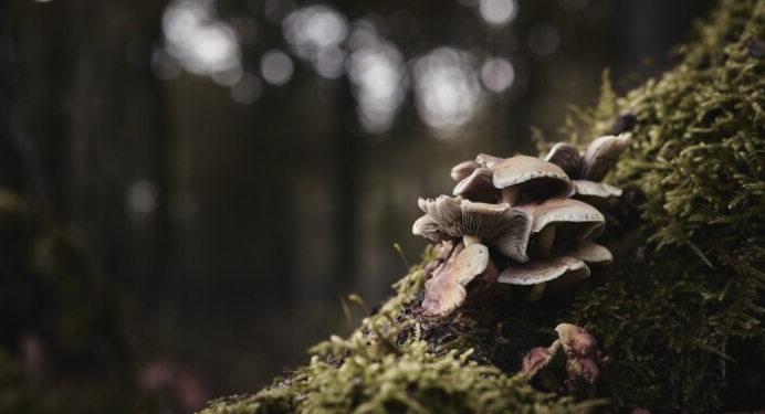 В ноябре в Рязанской области обнаружили осенние сморчки