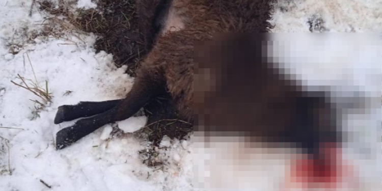 В Захаровском районе хищники растерзали 5 овец
