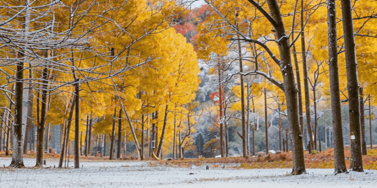 Во вторник в Рязанской области ожидается до +5 градусов