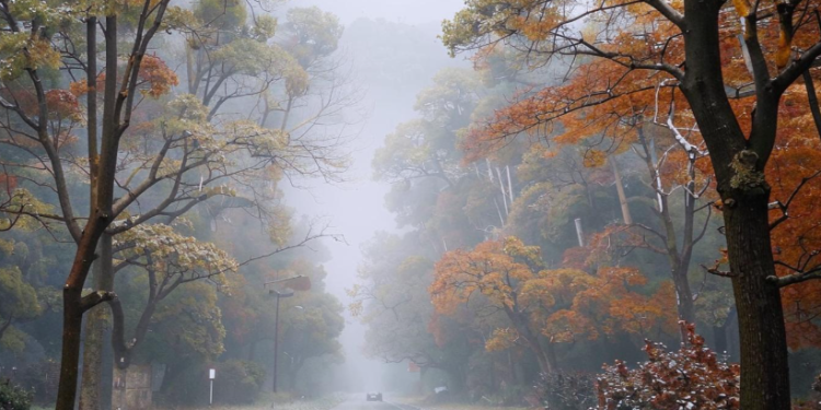 Позднякова: 50% месячной нормы осадков выпадет в Центральной России с 22 по 24 ноября