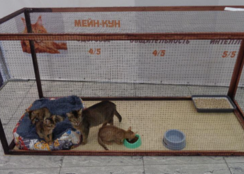 В рязанском ТРЦ "Марко Молл" выставка кошек проходила с нарушениями В рязанском ТРЦ «Марко Молл» выставка кошек проходила с нарушениями