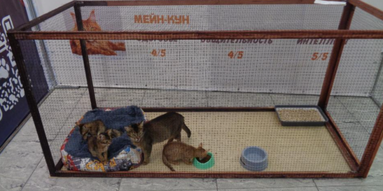 В рязанском ТРЦ «Марко Молл» выставка кошек проходила с нарушениями