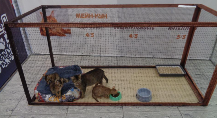 В рязанском ТРЦ "Марко Молл" выставка кошек проходила с нарушениями