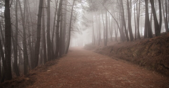 МЧС: 20 ноября в Рязанскую область накрыл туман