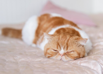 В окне рязанской многоэтажки застрял кот