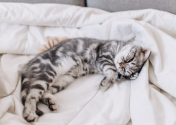 В Рязани застрявшего в окне многоэтажки кота спасли