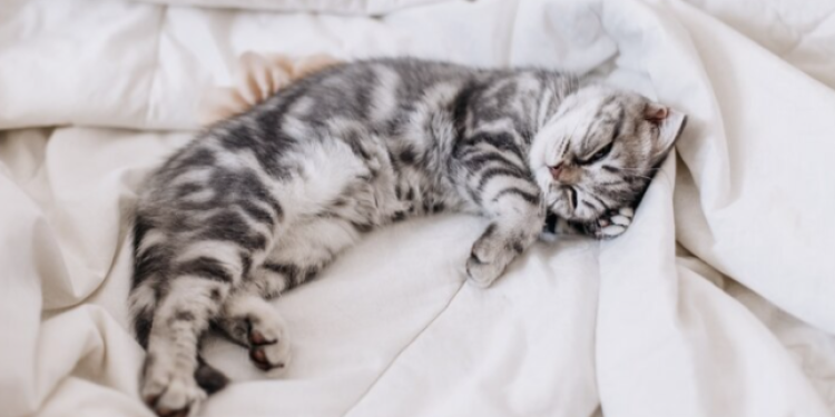 В Рязани застрявшего в окне многоэтажки кота спасли