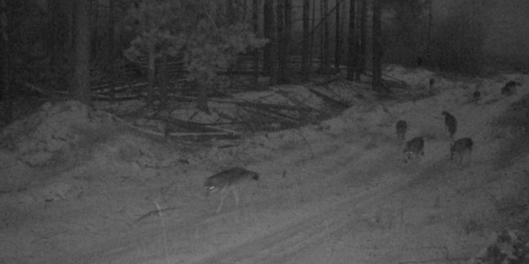 В фотоловушку рязанского Окского заповедника попала стая волков