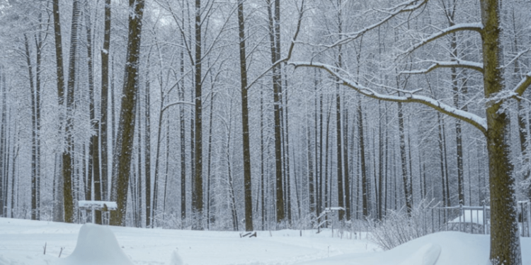 Тишковец пообещал к выходным в Центральной России 30-сантиметровые сугробы Тишковец пообещал к выходным в Центральной России 30-сантиметровые сугробы