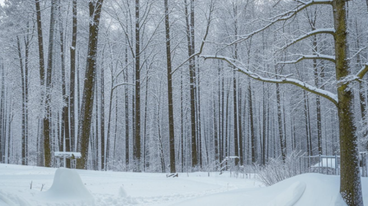 Тишковец пообещал к выходным в Центральной России 30-сантиметровые сугробы