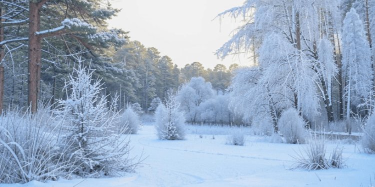 В пятницу в Рязанской области ожидается гололедица и до -4 градусов