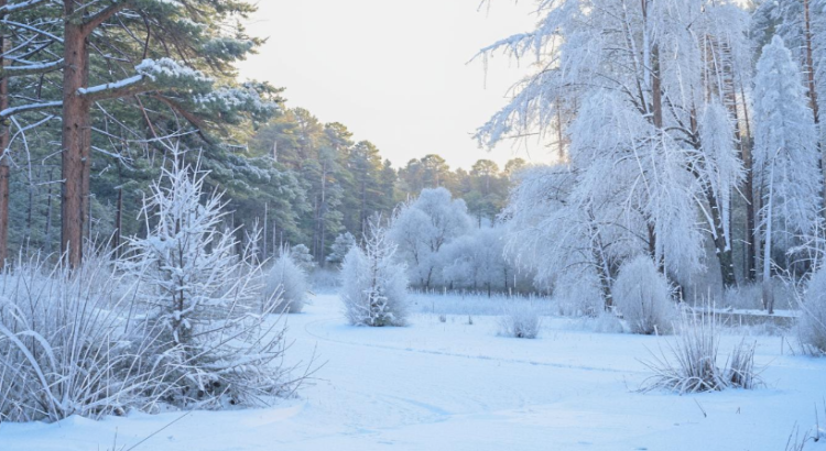 В пятницу в Рязанской области ожидается гололедица и до -4 градусов
