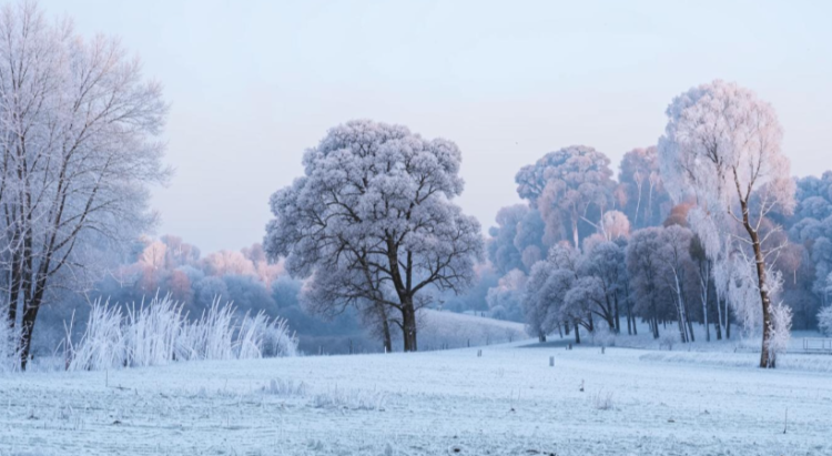 На следующей неделе в Рязанскую область придут 16-градусные морозы