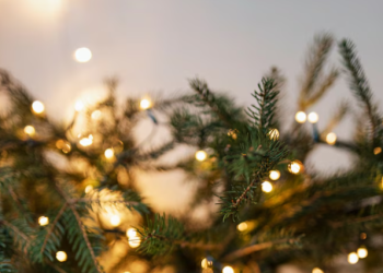 На Рязанской ВДНХ устанавливают новогоднюю ель На Рязанской ВДНХ устанавливают новогоднюю ель