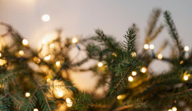 На Рязанской ВДНХ устанавливают новогоднюю ель На Рязанской ВДНХ устанавливают новогоднюю ель