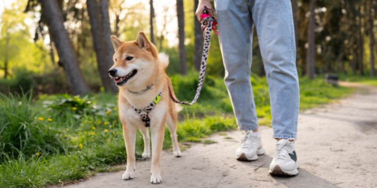 Рязанцев предупредили об угрозе для домашних собак в новогодние праздники Рязанцев предупредили об угрозе для домашних собак в новогодние праздники