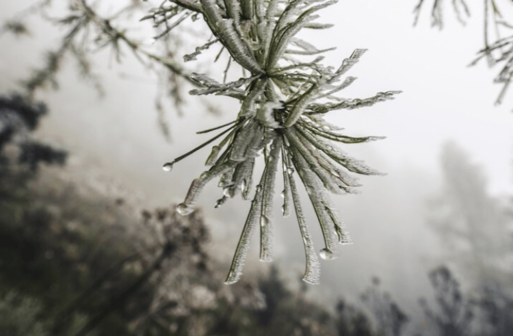 В пятницу в Рязанской области потеплеет до +3 градусов