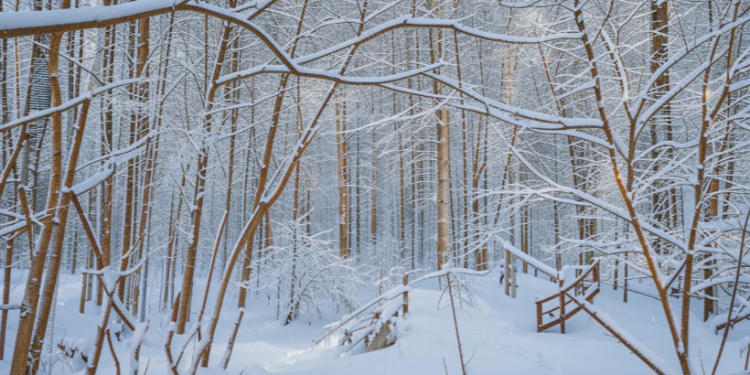 В субботу в Рязанской области ожидается мокрый снег и до +3 градусов