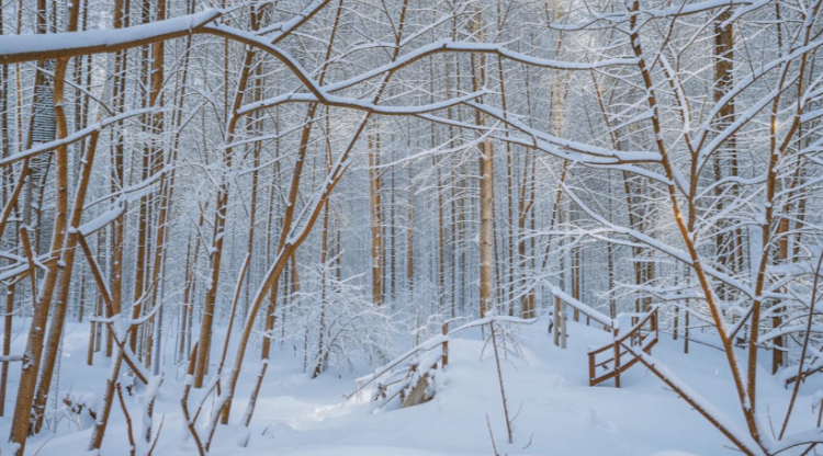 В субботу в Рязанской области ожидается мокрый снег и до +3 градусов
