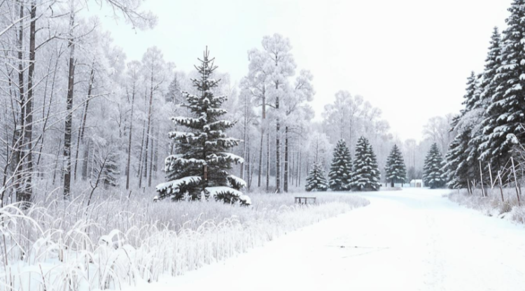 Метеоролог Шувалов дал прогноз на предновогодние дни в Центральной России