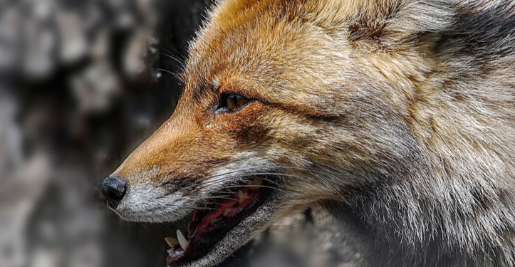 Рязанское МЧС напомнило о рисках бешенства в регионе