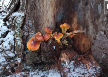 В Рязани в декабре выросли грибы