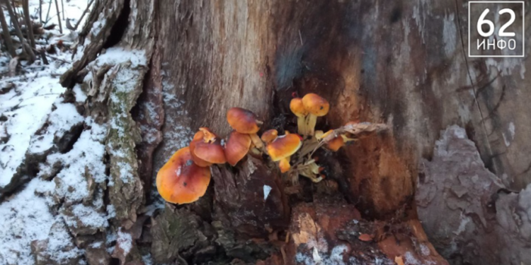 В Рязани в декабре выросли грибы