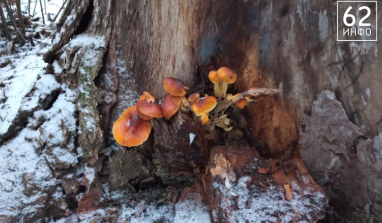 В Рязани в декабре выросли грибы