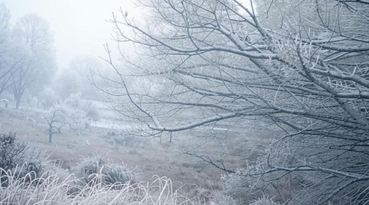 В пятницу в Рязанской области ожидается мокрый снег и до +5 градусов