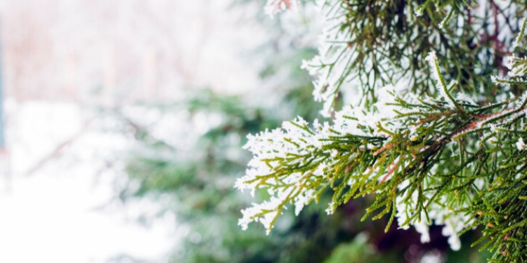 Рязанцев предупредили об усилении ветра до 15 января