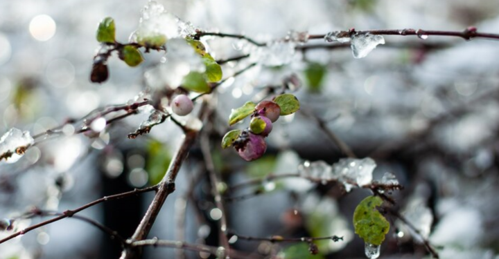 В воскресенье в Рязанской области потеплеет до +4 градусов