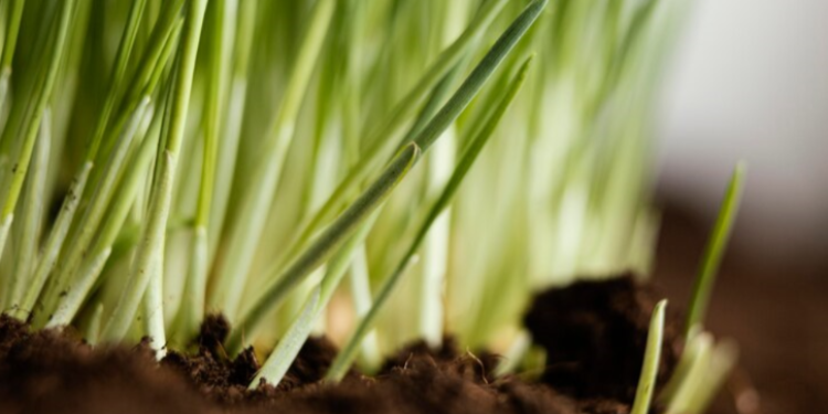 Из-за бесснежной и теплой зимы в Рязанском регионе погибли 4% озимых культур