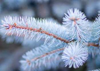 Вильфанд: температура воздуха в Центральной России впервые опустится ниже климатической нормы