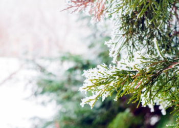 Тишковец: ко Дню защитника Отечества в Центральной России появится снежный покров Тишковец: ко Дню защитника Отечества в Центральной России появится снежный покров