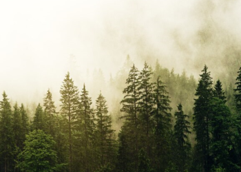 Из-за теплой зимы пожароопасный сезон в Рязанской области начнется раньше