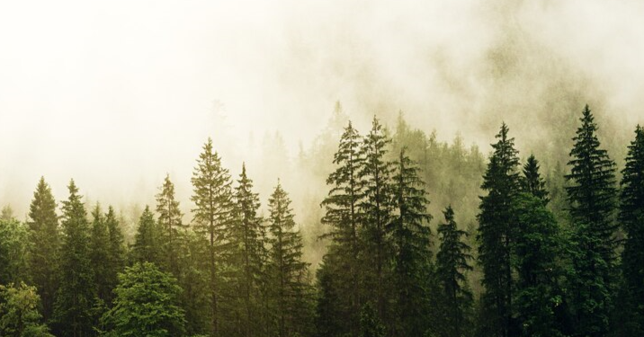 Из-за теплой зимы пожароопасный сезон в Рязанской области начнется раньше