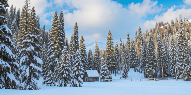 В ночь на 16 февраля в Рязанской области похолодает до -17 градусов