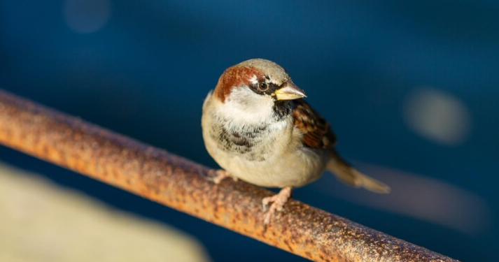 Рязанцы насчитали почти 12 тысяч воробьев