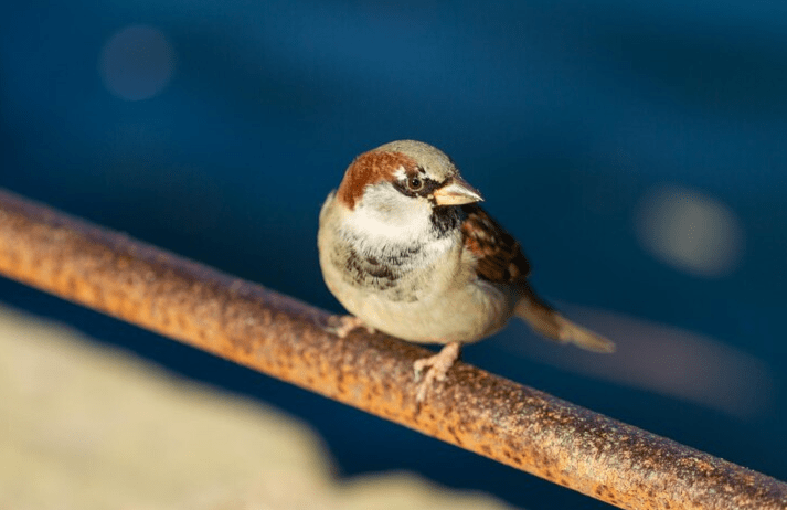 Рязанцы насчитали почти 12 тысяч воробьев