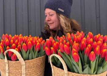 В Рязанской области собрали первый урожай тюльпанов