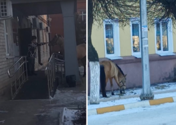 К зданию администрации рязанского Рыбного пришла лошадь