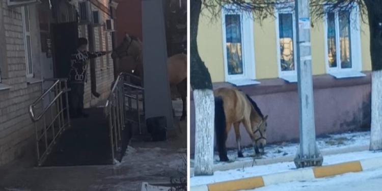 К зданию администрации рязанского Рыбного пришла лошадь