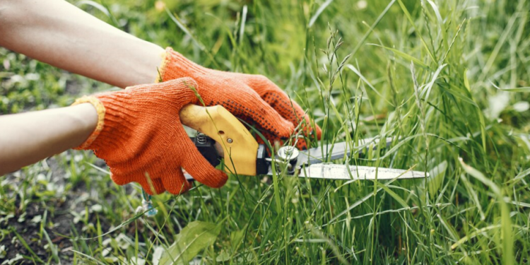 В Рязани ищут подрядчику для работ по покосу газонов В Рязани ищут подрядчику для работ по покосу газонов