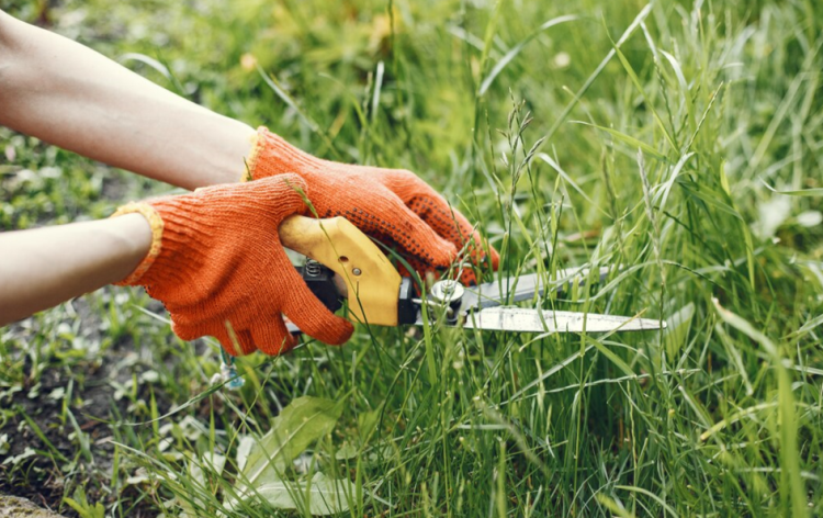 В Рязани ищут подрядчику для работ по покосу газонов
