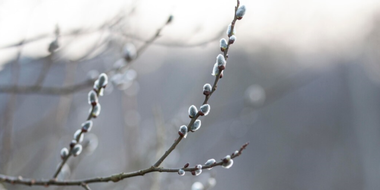 Тишковец: погода в марте в Центральной России не станет «отыгрываться» за теплую зиму