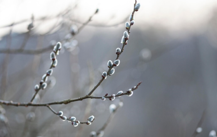 Тишковец: погода в марте в Центральной России не станет "отыгрываться" за теплую зиму