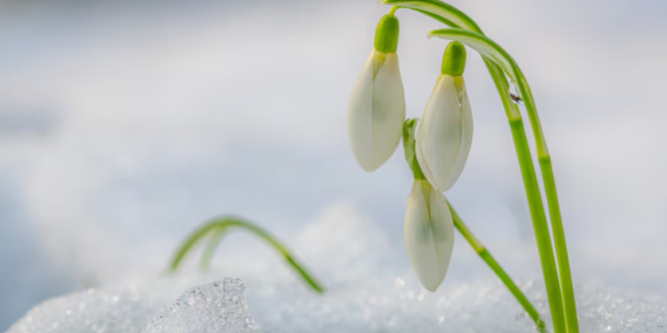 Следующая неделя в Рязанской области начнется с оттепели