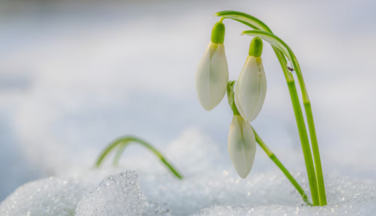 Следующая неделя в Рязанской области начнется с оттепели