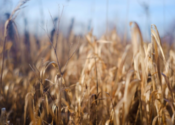 В Рязанском регионе из-за теплой зимы погибли 4% озимых культур