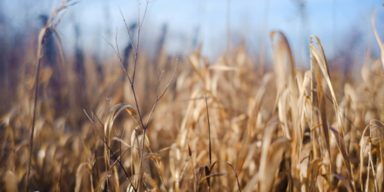 В Рязанском регионе из-за теплой зимы погибли 4% озимых культур